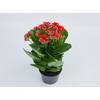 KALANCHOE DOBRADO P11 VERMELHO