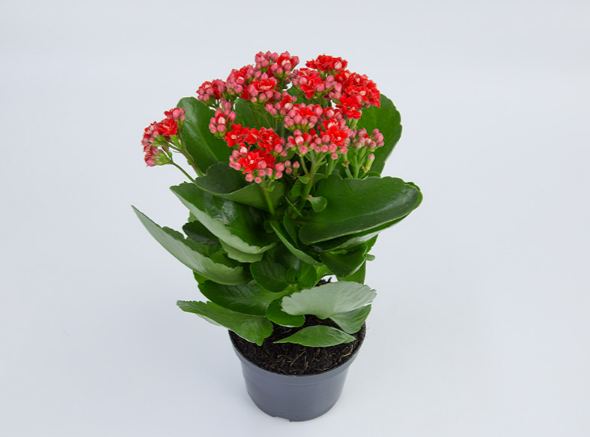 KALANCHOE DOBRADO P11 VERMELHO