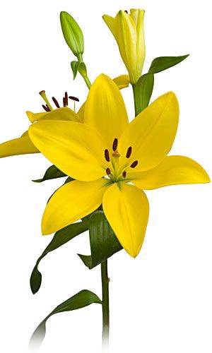 LIRIO EL DIVO 080 CM HT 2/3 FLS