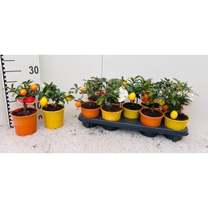 Citrus Mix 2-3 varieties mini-bush (s3)
