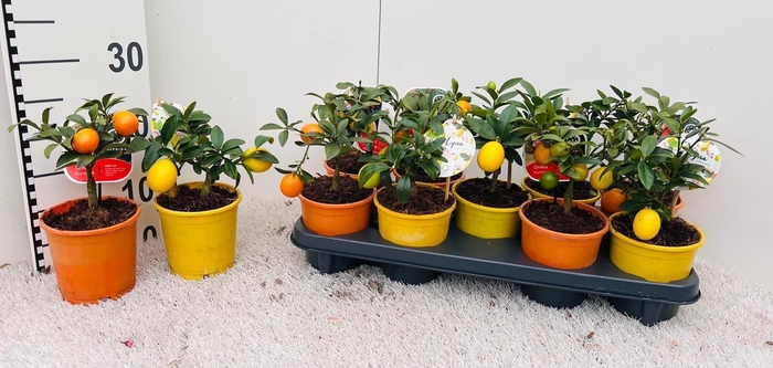 <h4>Citrus Mix 2-3 varieties mini-bush (s3)</h4>