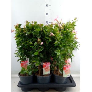 Mandevilla  'Sundavil Cream Pink'