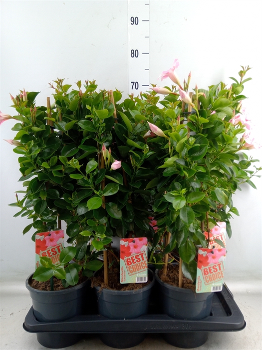 <h4>Mandevilla  'Sundavil Cream Pink'</h4>