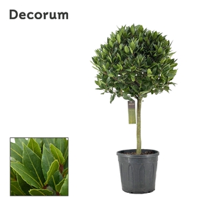 Laurus nobilis Bol op stam