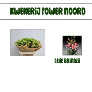 Li La Brindisi  3 kop