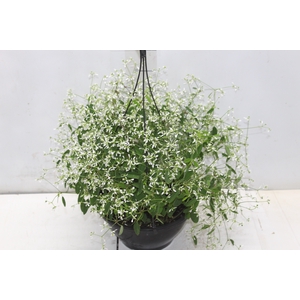 EUPHORBIA CHAMAESYCE KILIMANSCHARO C21 BRANCO