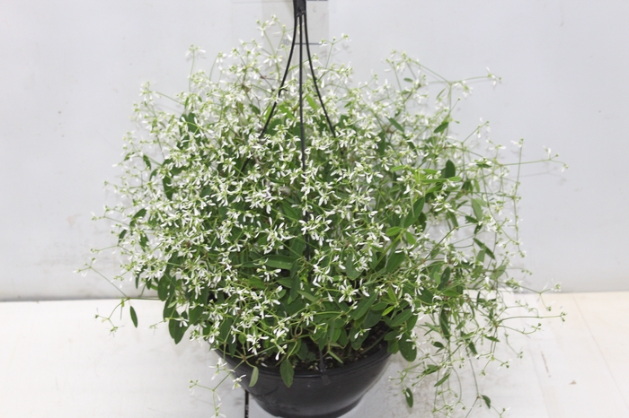 <h4>EUPHORBIA CHAMAESYCE KILIMANSCHARO C21 BRANCO</h4>