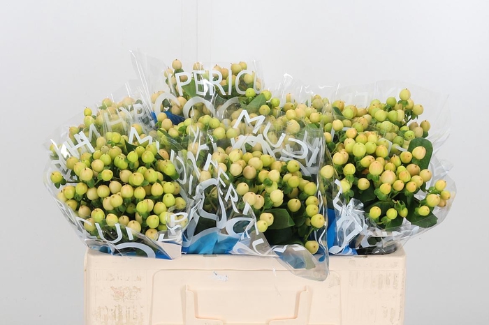 <h4>Hyp Coco Gelato</h4>