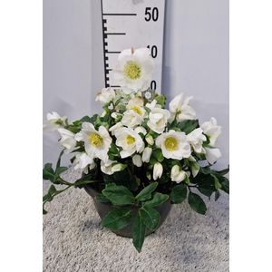 HELL NI HGC WINTERGO