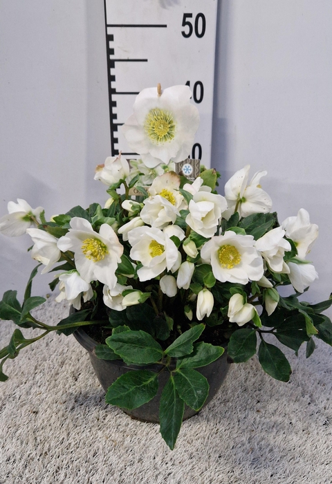 <h4>HELL NI HGC WINTERGO</h4>