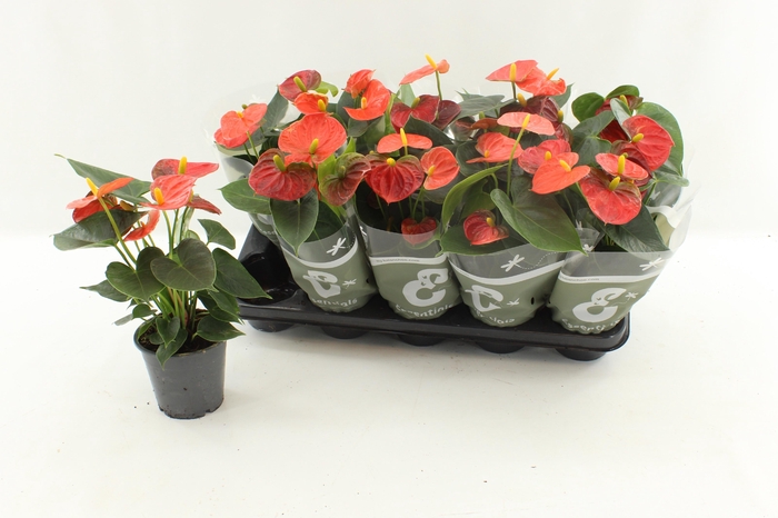 <h4>ANTHU AN STILO</h4>