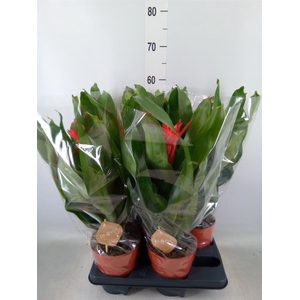 Aechmea  'Rozanne Elegant Red'