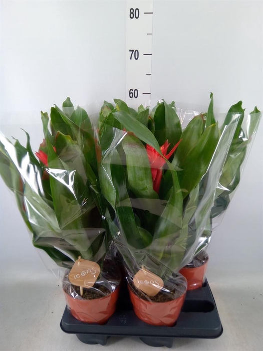 <h4>Aechmea  'Rozanne Elegant Red'</h4>