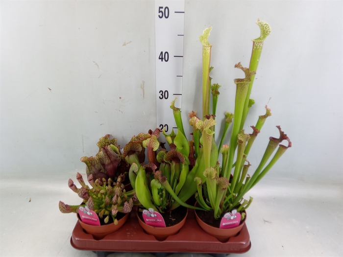 <h4>Sarracenia   ...</h4>