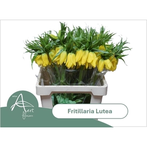 FRIT LUTEA