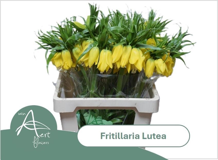 <h4>FRIT LUTEA</h4>