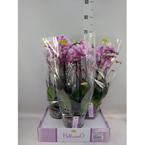 Phalaenopsis multi.   ...rose