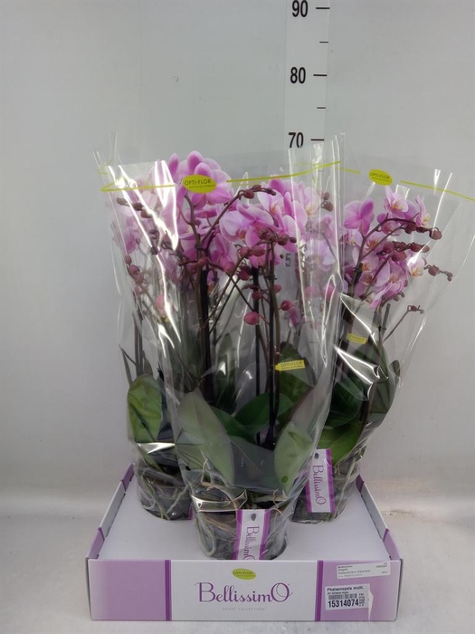 <h4>Phalaenopsis multi.   ...rose</h4>