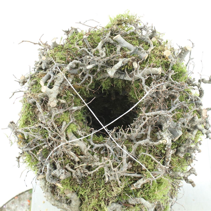 <h4>Wreath Moss Bonsai 30cm</h4>