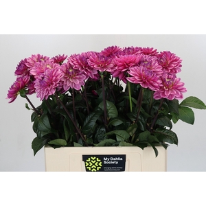 Dahlia Annamarie
