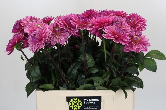 Dahlia Annamarie