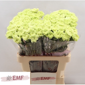 Di St Goblin EMF