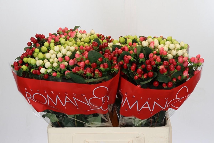 <h4>Hypericum Rainbow Romance</h4>