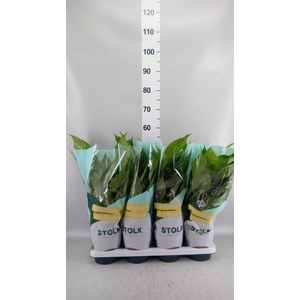 SPATHIPHYLLUM  'DIAMOND'
