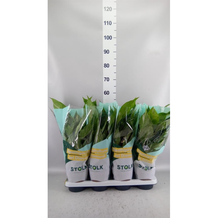 <h4>Spathiphyllum  'Diamond'</h4>