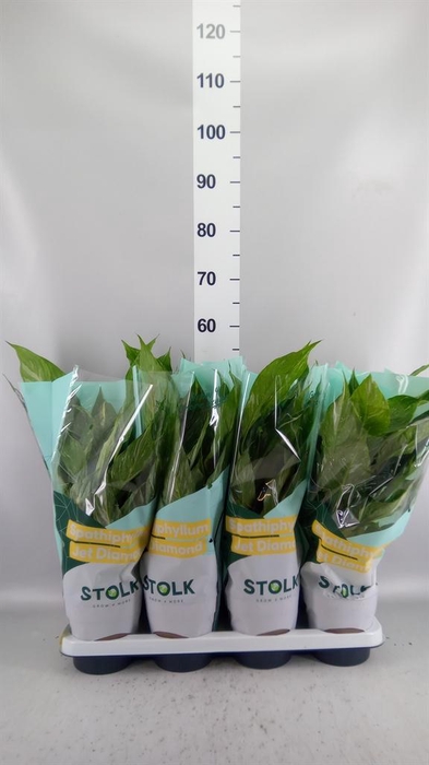 <h4>Spathiphyllum  'Diamond'</h4>