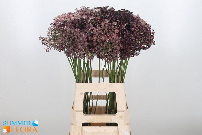 <h4>DAUCUS CAROTA DARA</h4>