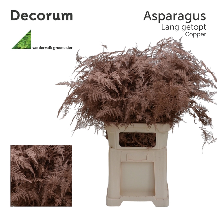 <h4>Asp lang getopt Copper</h4>