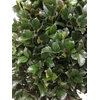 Ilex Bl M Blue Prince