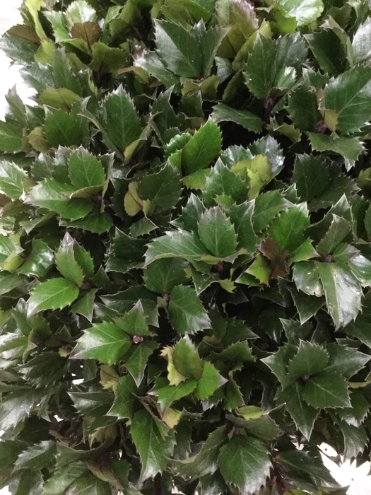 Ilex Bl M Blue Prince