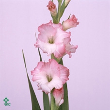 GLAD GR PINK LADY