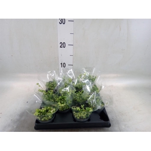 Senecio rowleyanus