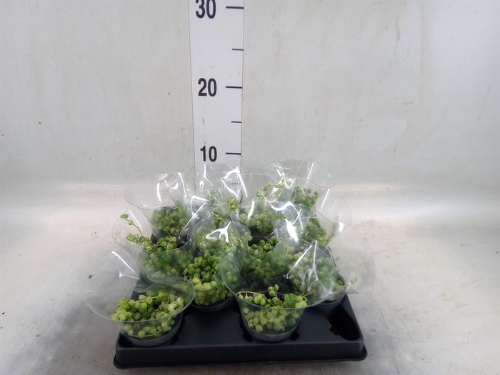 <h4>Senecio rowleyanus</h4>