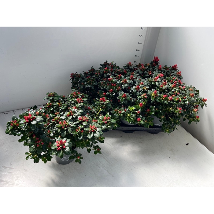 <h4>RHODO SI GEM</h4>