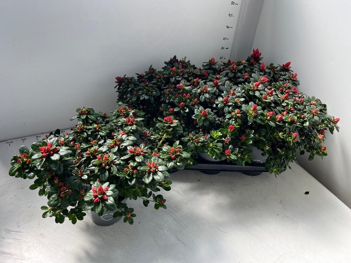 RHODO SI GEM