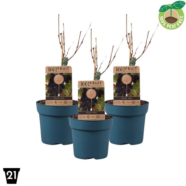 <h4>Vitis vinifera 'Venus', P21 op stam (pitloos)</h4>