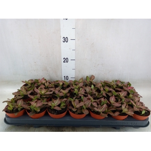 Fittonia verschaf. 'Red Angel'