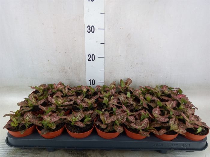<h4>Fittonia verschaf. 'Red Angel'</h4>