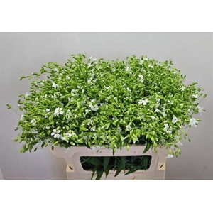 SAPONARIA BS OV WIT