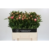 Paeonia Etched Salmon