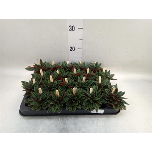 Peperomia caperata 'Rosso'