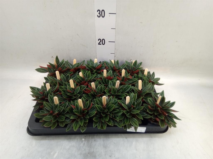 <h4>Peperomia caperata 'Rosso'</h4>