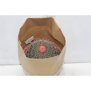 CACTUS CABECA FRADE VB4 MIN 20 CM