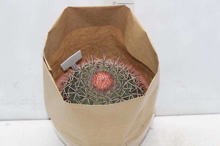 CACTUS CABECA FRADE VB4 MIN 20 CM
