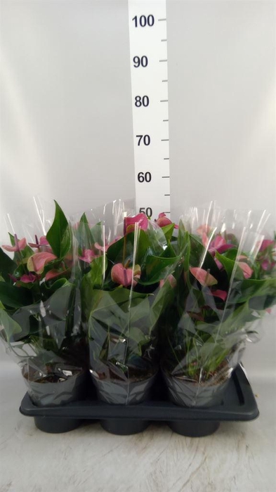 <h4>Anthurium andr. 'Pure Purple'</h4>