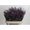 Limonium Safora Dark Blue